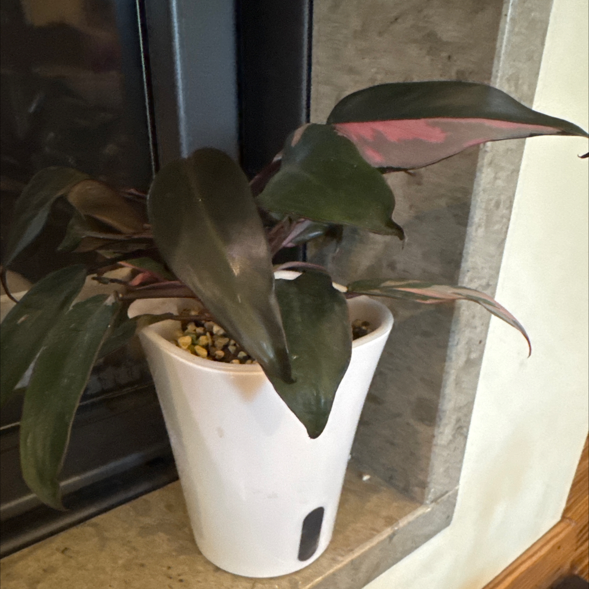 Photo of the plant species Philodendron Burgundy Princess by @spiderolga named Burgundy Princess on Greg, the plant care app