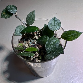 Hoya lacunosa plant in Somewhere on Earth