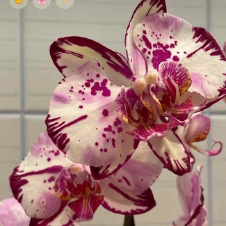 Phalaenopsis Orchid plant in Somewhere on Earth