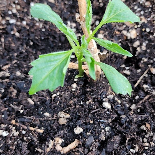 Photo of the plant species Treasure Flower by @LovelyBroom named Aria on Greg, the plant care app
