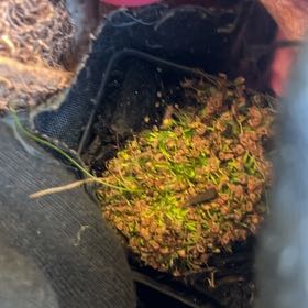Photo of the plant species Pygmy Sundew by @ZestyAtlascedar named Sigmund on Greg, the plant care app