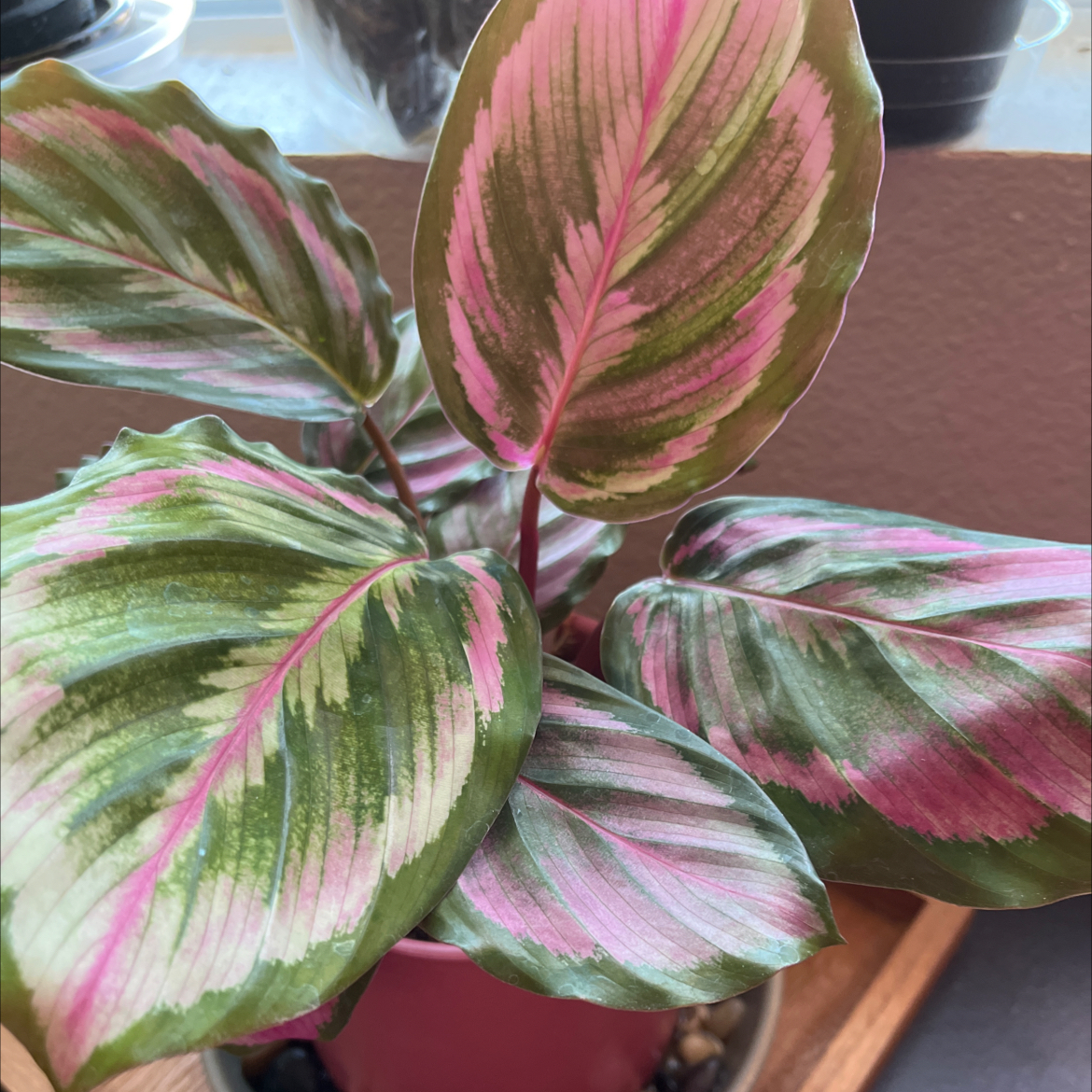 Rose Calathea plant photo by @_Laurie named Madonna on Greg, the plant care app.