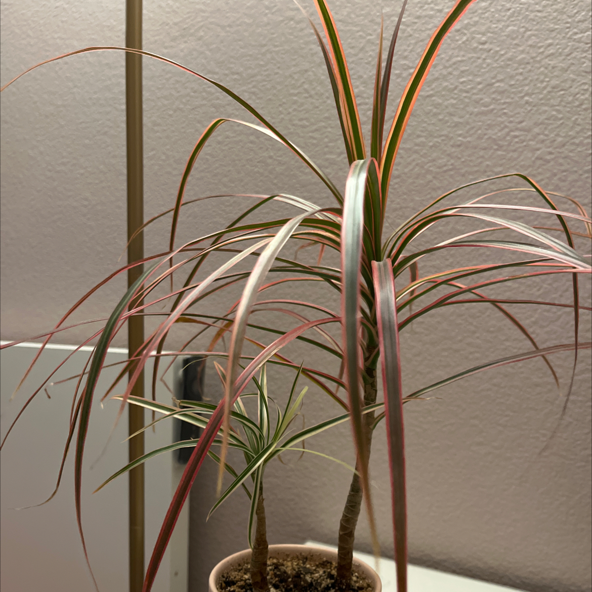 Dracaena plant with long, narrow leaves with red edges in a small pot with visible soil.