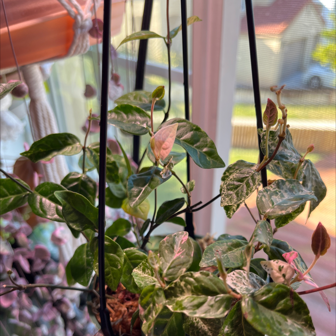 Variegated Asian Jasmine plant in a hanging pot indoors with green and white leaves.