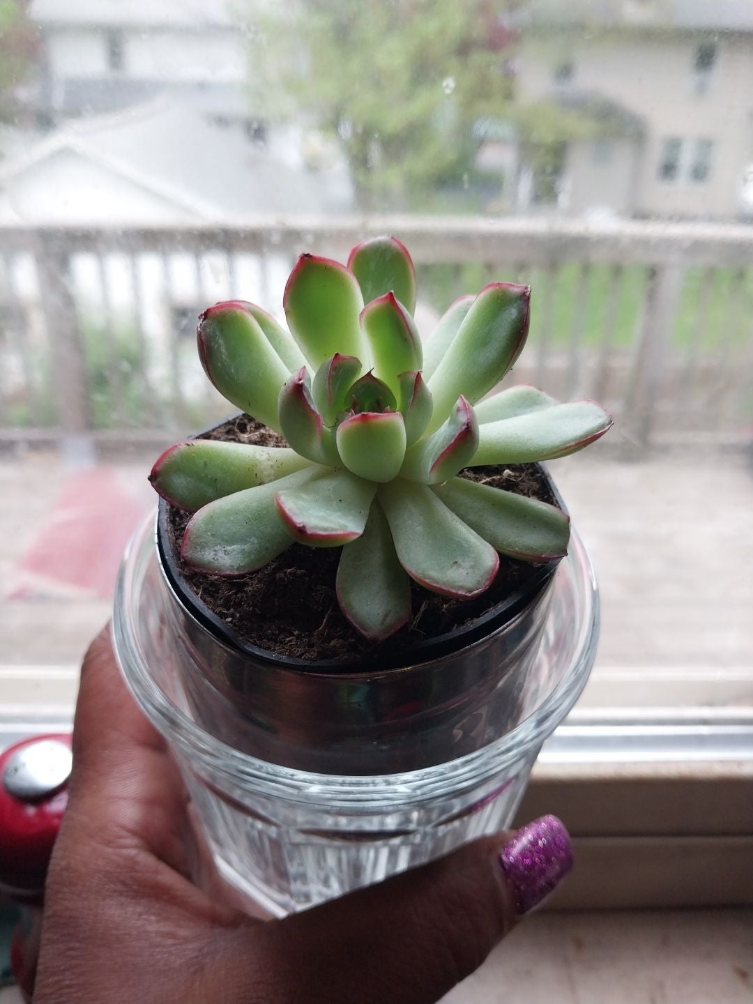 Why Are There Black Spots on My Echeveria Chroma Leaves?