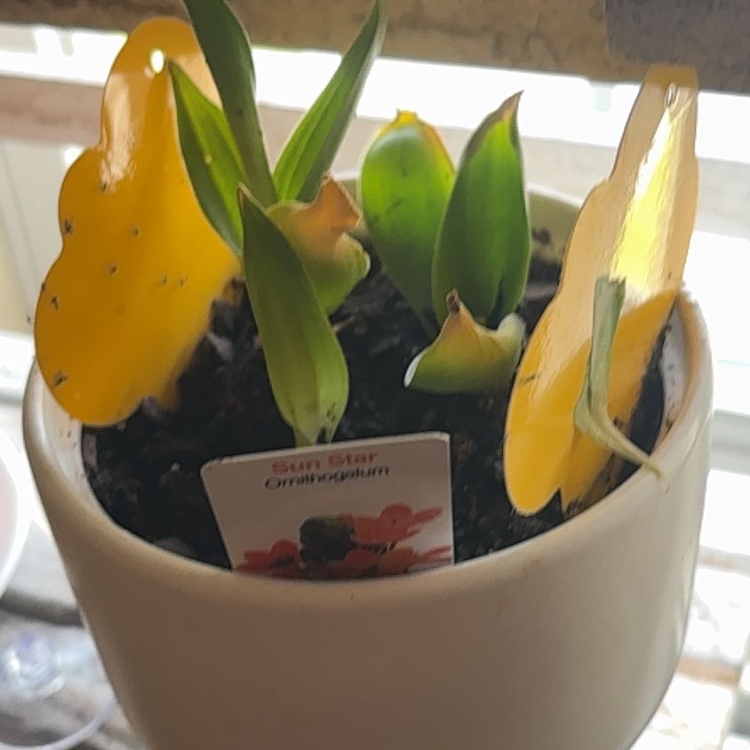 Photo of the plant species Orange Sun Star by @JuicyOakleafivy named Dolores on Greg, the plant care app