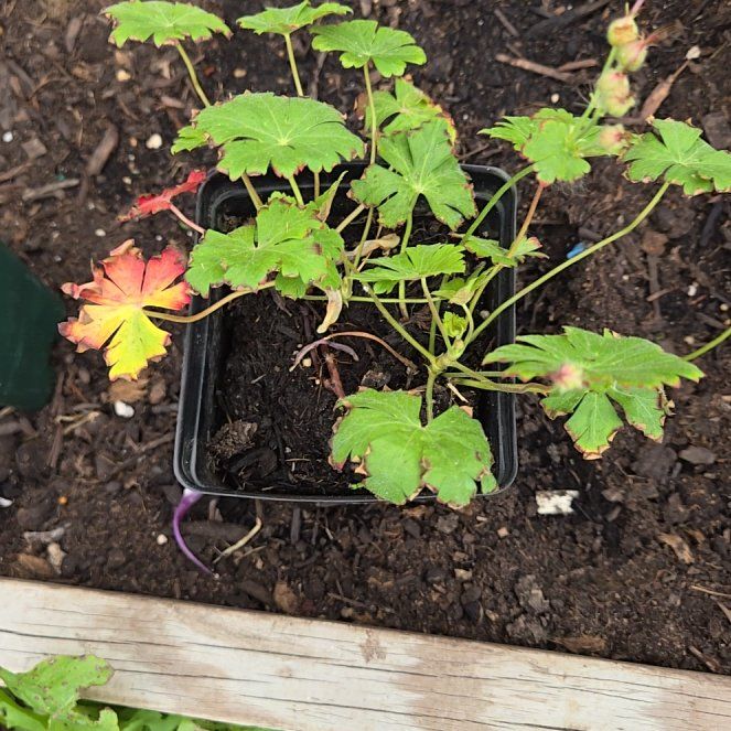 Photo of the plant species Cranesbill by @CunningCoccoon named Perennial Geranium on Greg, the plant care app