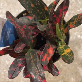 Benjamin Planton | A plant by @BigwigRosebush on Greg