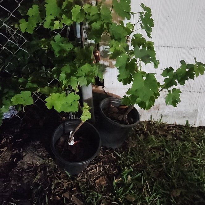Photo of the plant species Mars Seedless Grape Vine by @GaietyCeratiola named Drake on Greg, the plant care app