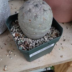 Tephrocactus geometricus plant