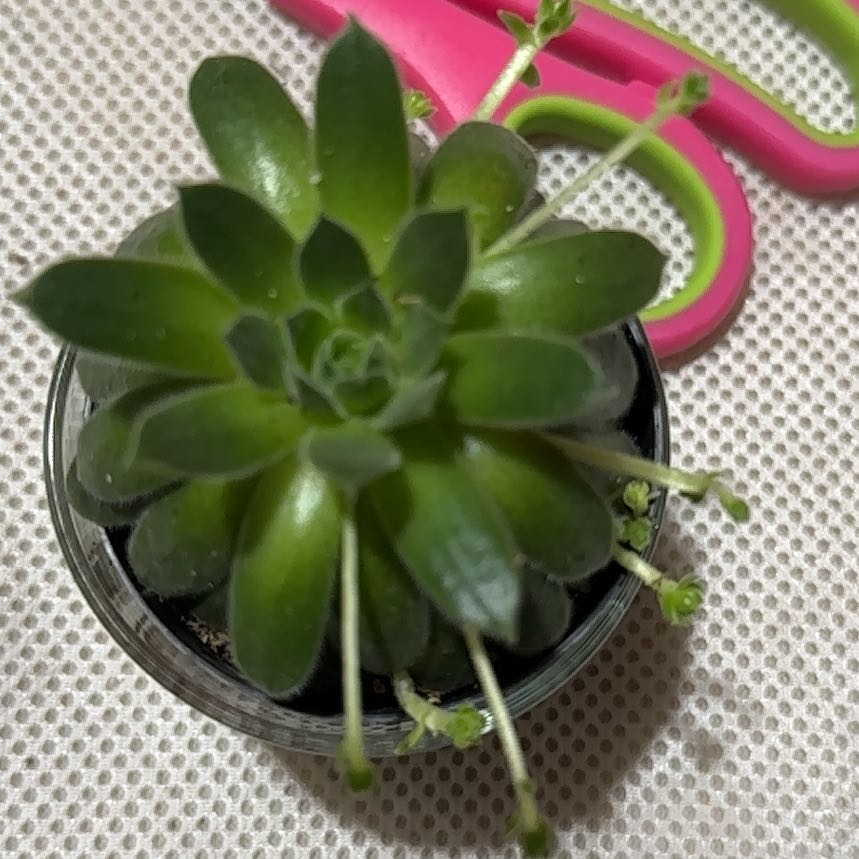 Photo of the plant species Sempervivum 'Pilatus' by @IdealPossumhaw named Rosa on Greg, the plant care app
