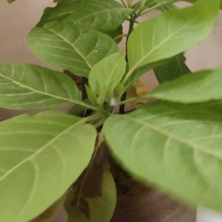 Photo of the plant species Pullback by @AngelicAdelinia named Demi on Greg, the plant care app