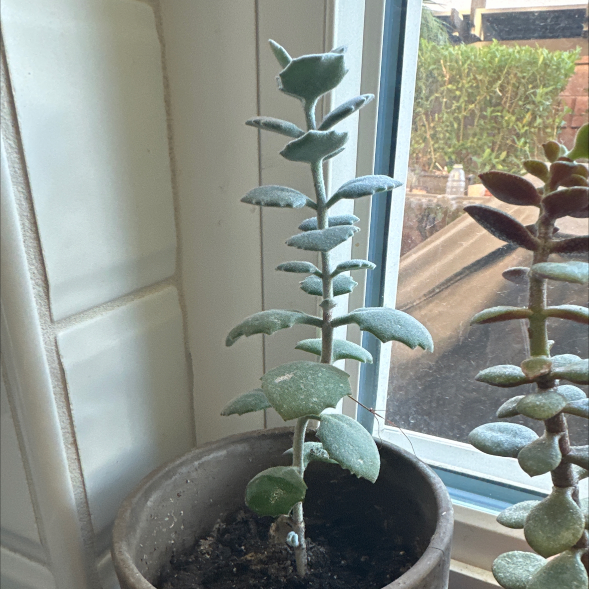 Photo of the plant species Millot Kalanchoe by @MoonChild named Gerald on Greg, the plant care app