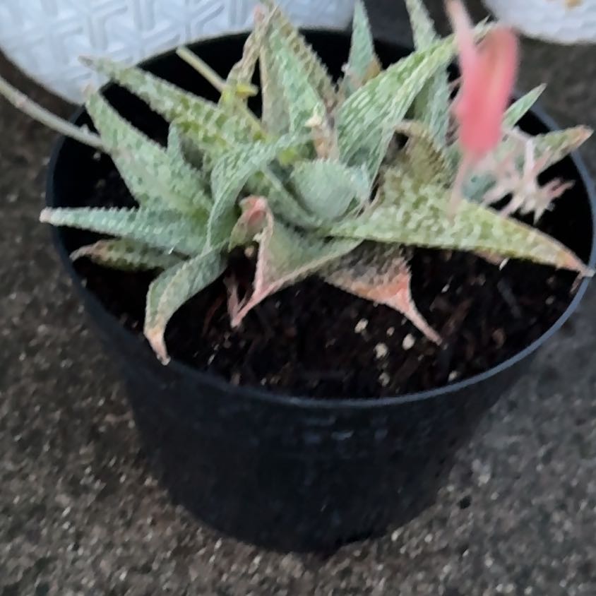 Photo of the plant species Aloe 'White Fox' by @ChummySarcodes named Aria on Greg, the plant care app