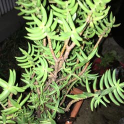 Miniature Pine Tree plant