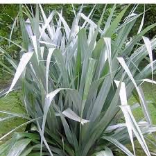 Plant care for Astelia rapensis on Greg, the plant care app