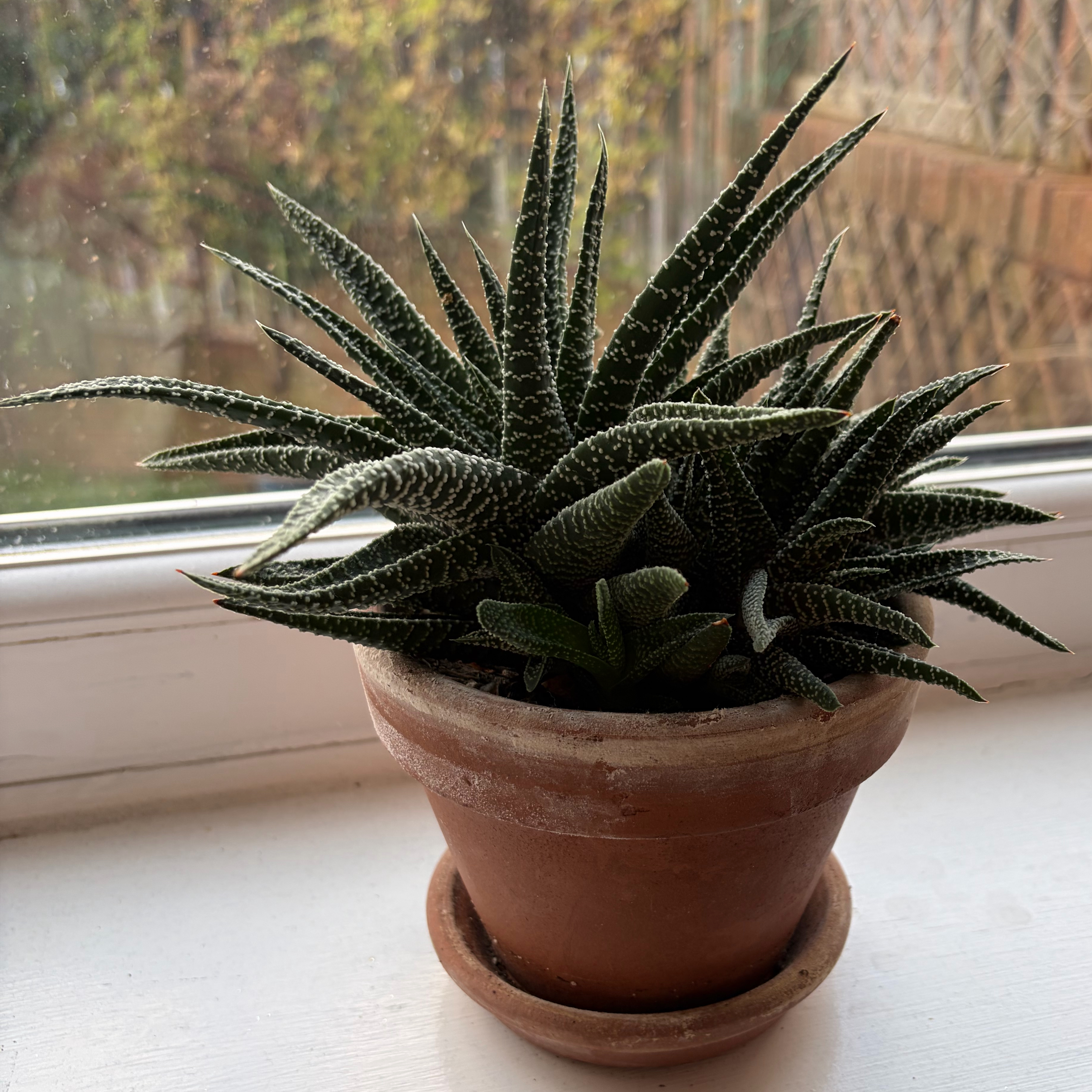Photo of the plant species Gasteraloe 'Royal Highness' by @ExactHeathaster named Haworthia ‘Royal Highness’ on Greg, the plant care app
