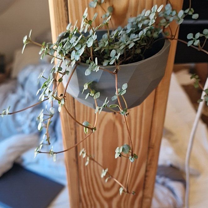 Photo of the plant species String of Turtles by @GemDutchiris named Fernie Saunders on Greg, the plant care app