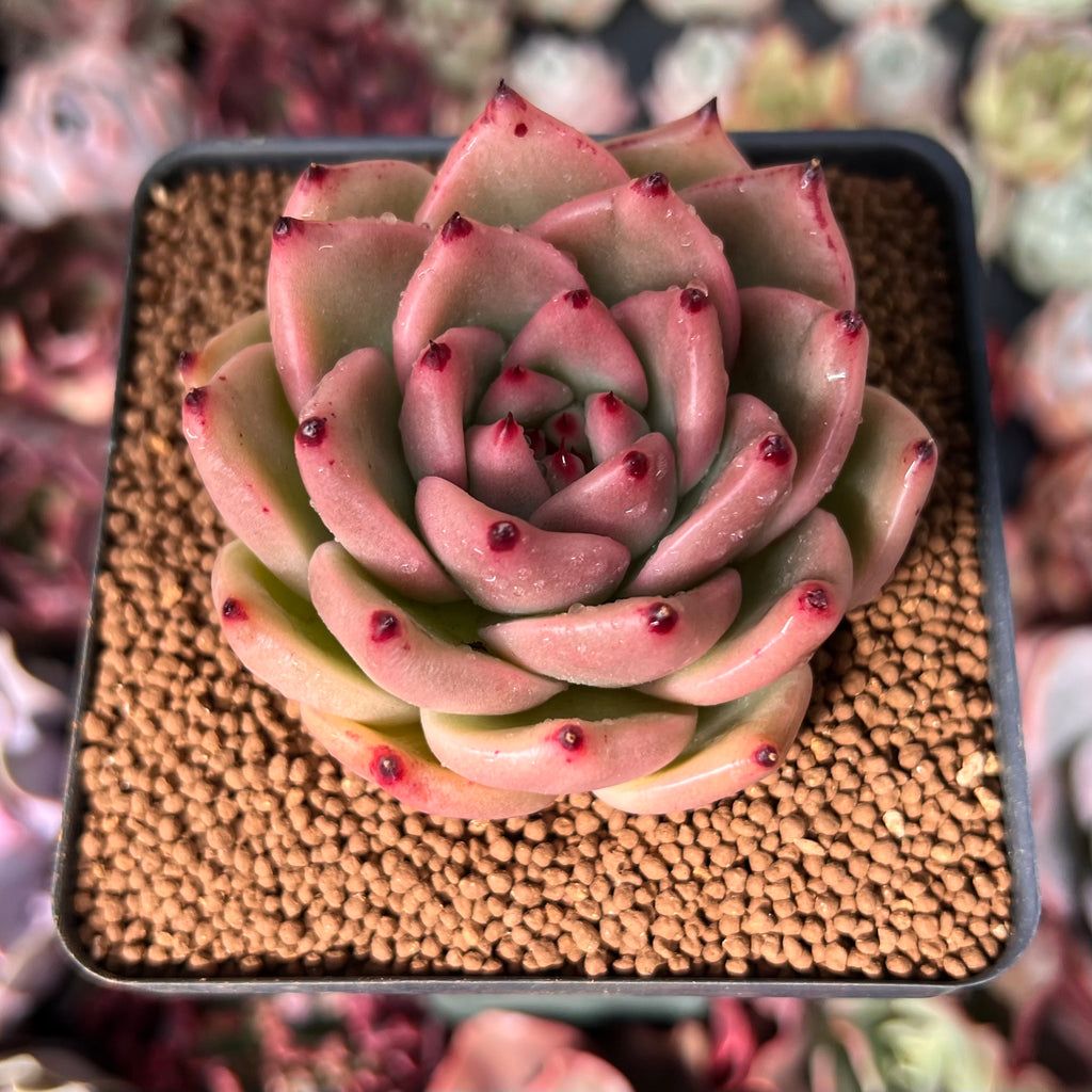 Photo of the plant species E. Honey Pink by @CuddlyCatthyme named Tilly on Greg, the plant care app