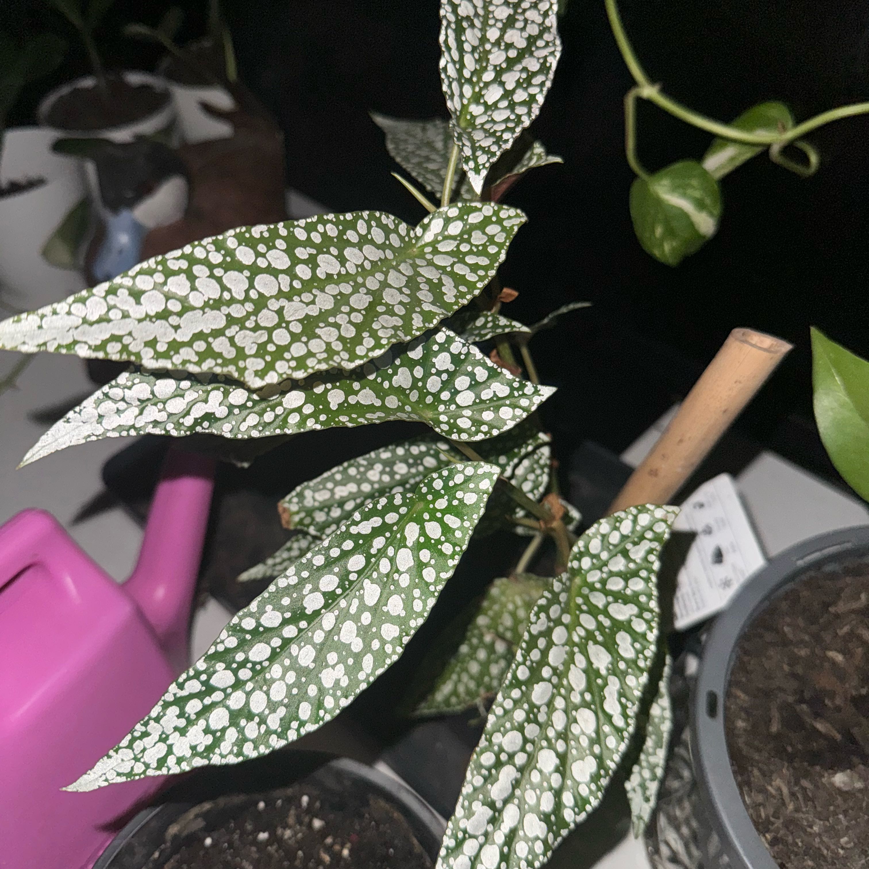 Photo of the plant species Polka dot begonia by @AshersOasis named White ice on Greg, the plant care app