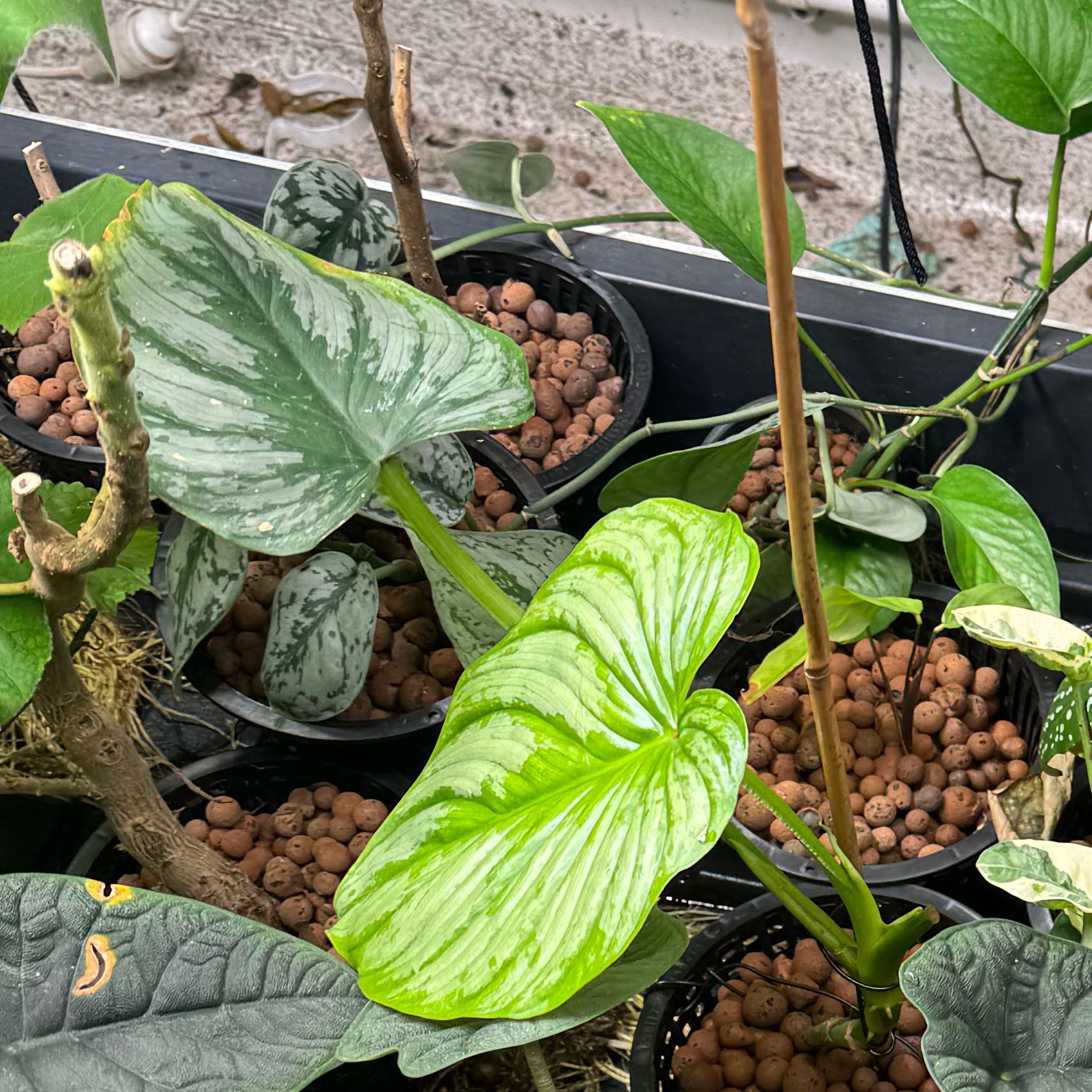 Philodendron 'Silver Cloud' plant with healthy green leaves in a pot with visible soil.