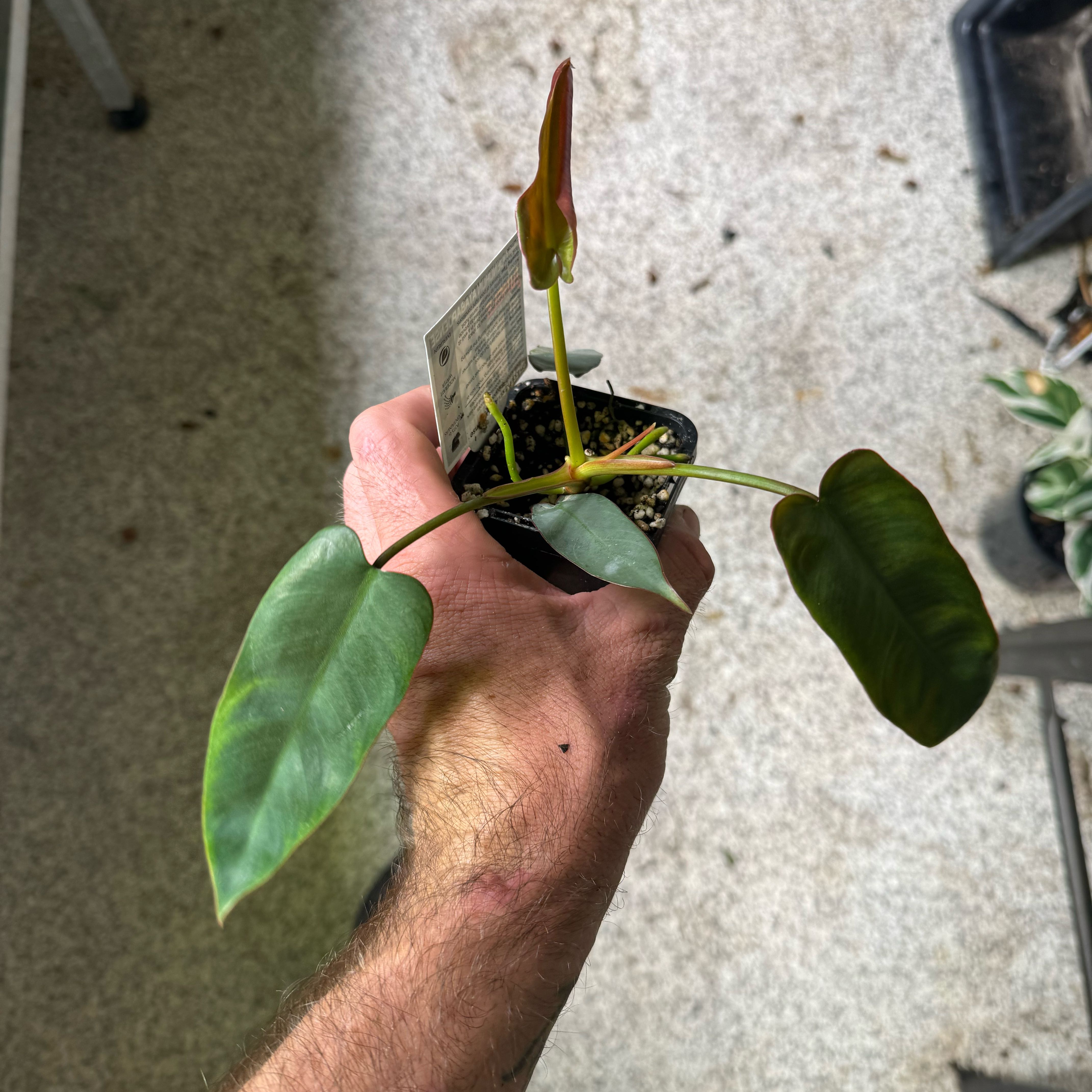 Philodendron atabapoense plant held by a hand, with visible soil and healthy leaves.