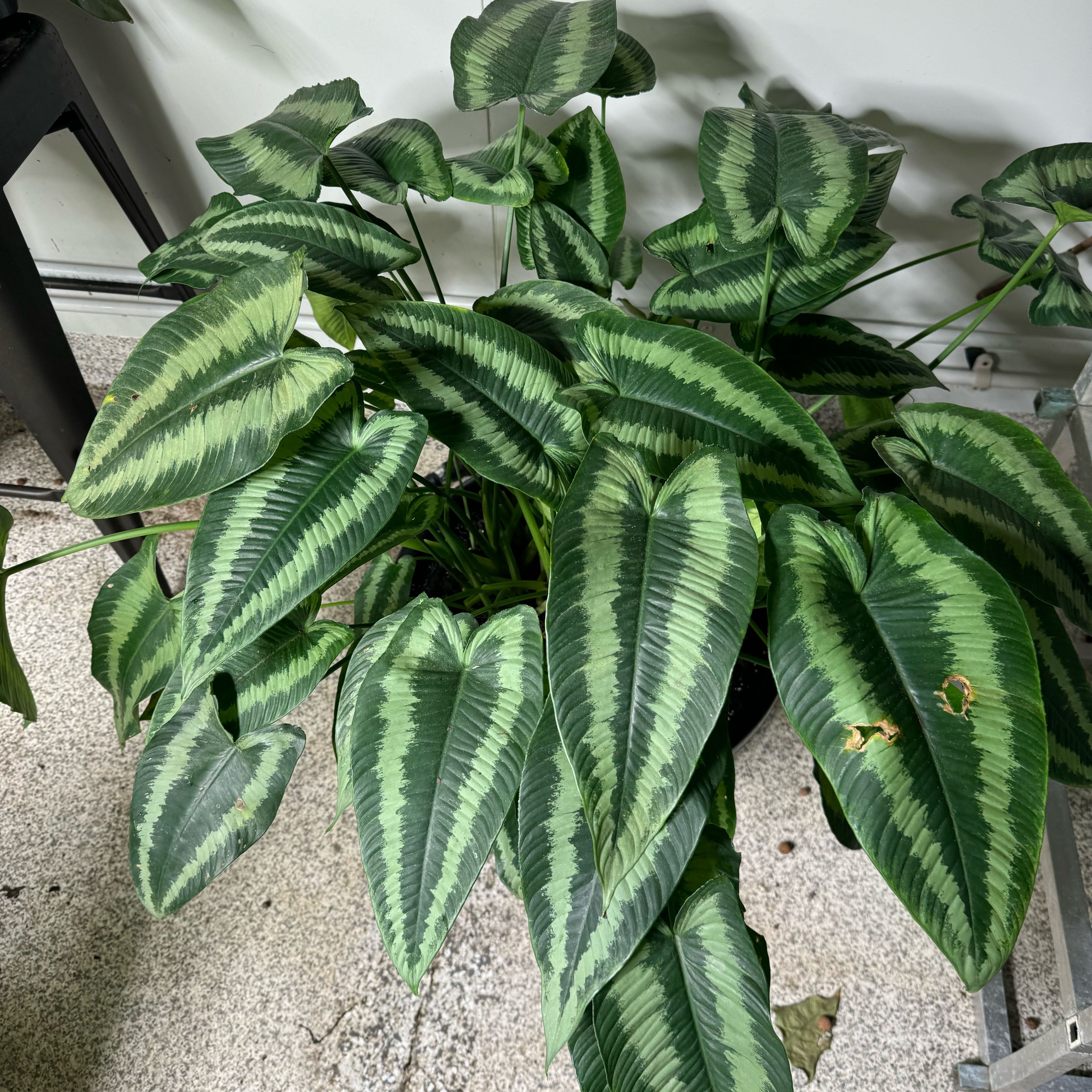 Schismatoglottis wallichii plant with variegated leaves, minor leaf damage visible.