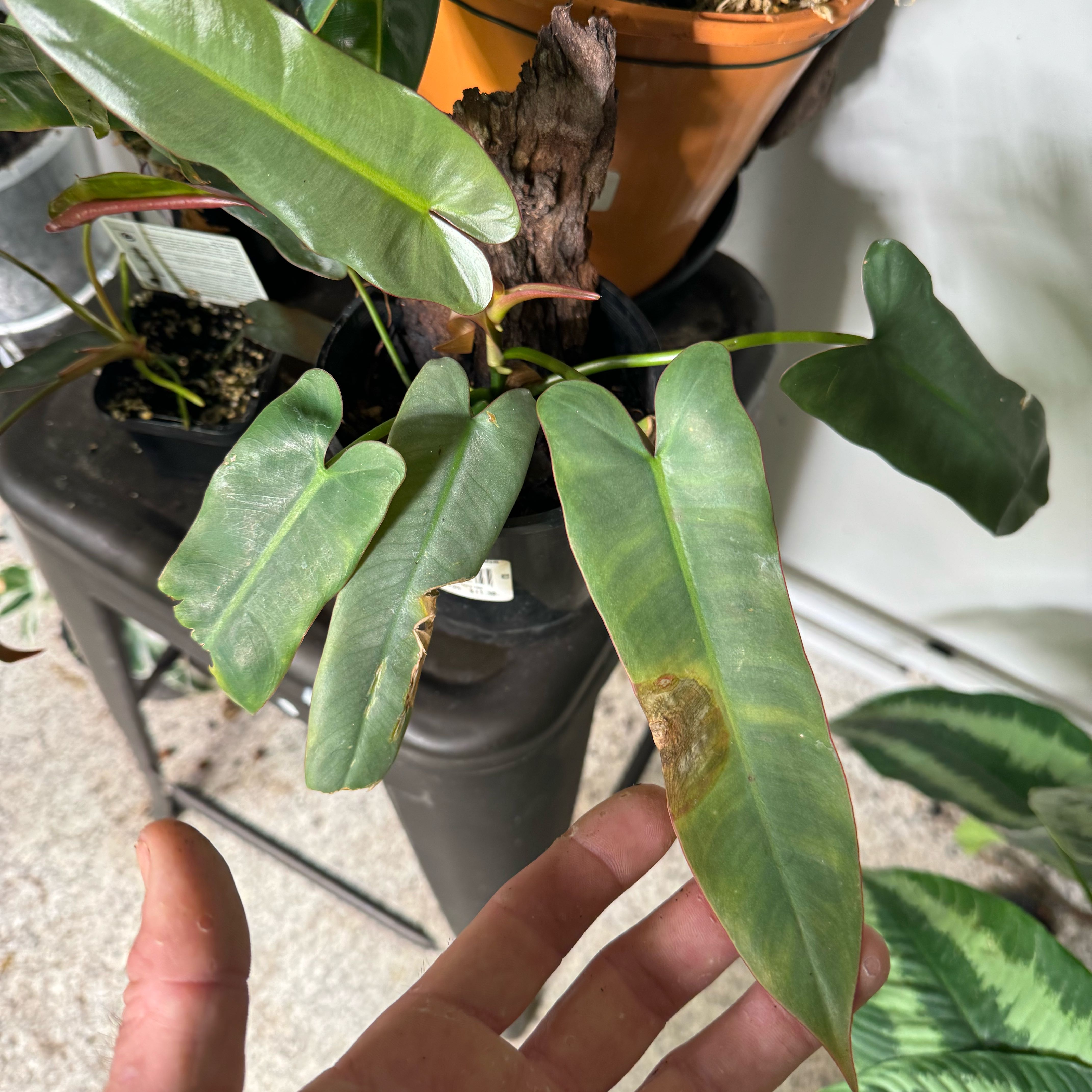 Philodendron atabapoense plant with elongated green leaves and some browning, potted with visible soil.