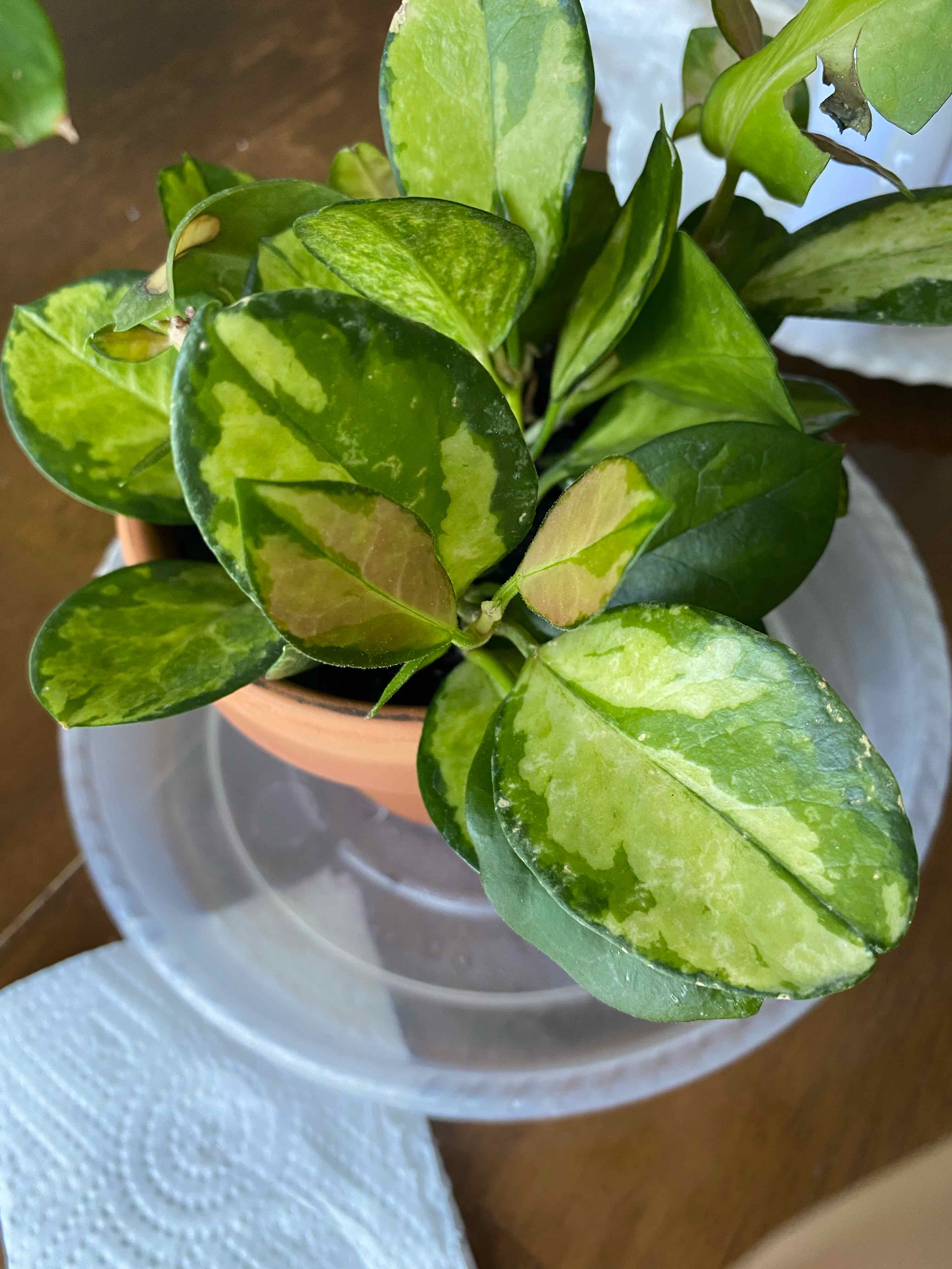 Hoya 'Lisa' plant with variegated leaves in a pot, showing healthy green and yellow foliage.
