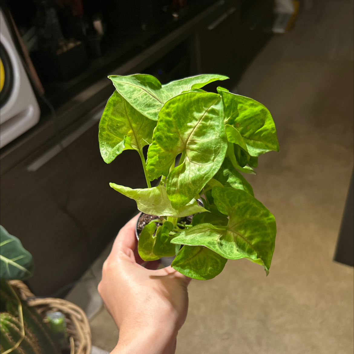 A healthy Creamsicle Arrowhead Plant with vibrant green leaves held by a hand.