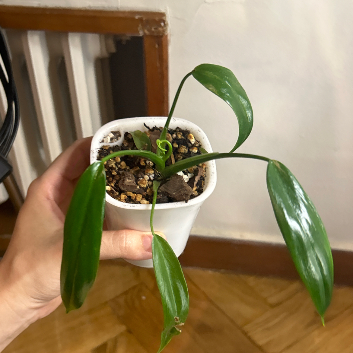 Photo of the plant species Philodendron holtonianum by @Cocorrarium named Elle on Greg, the plant care app