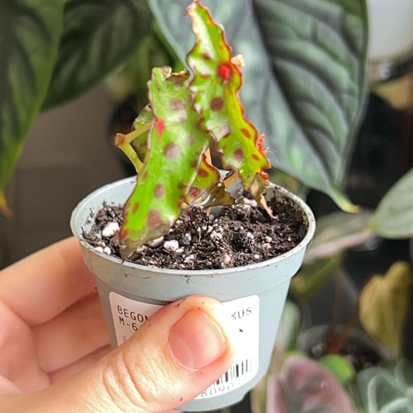 Begonia amphioxus plant in a pot with distinctive red spots on leaves, held by a hand.