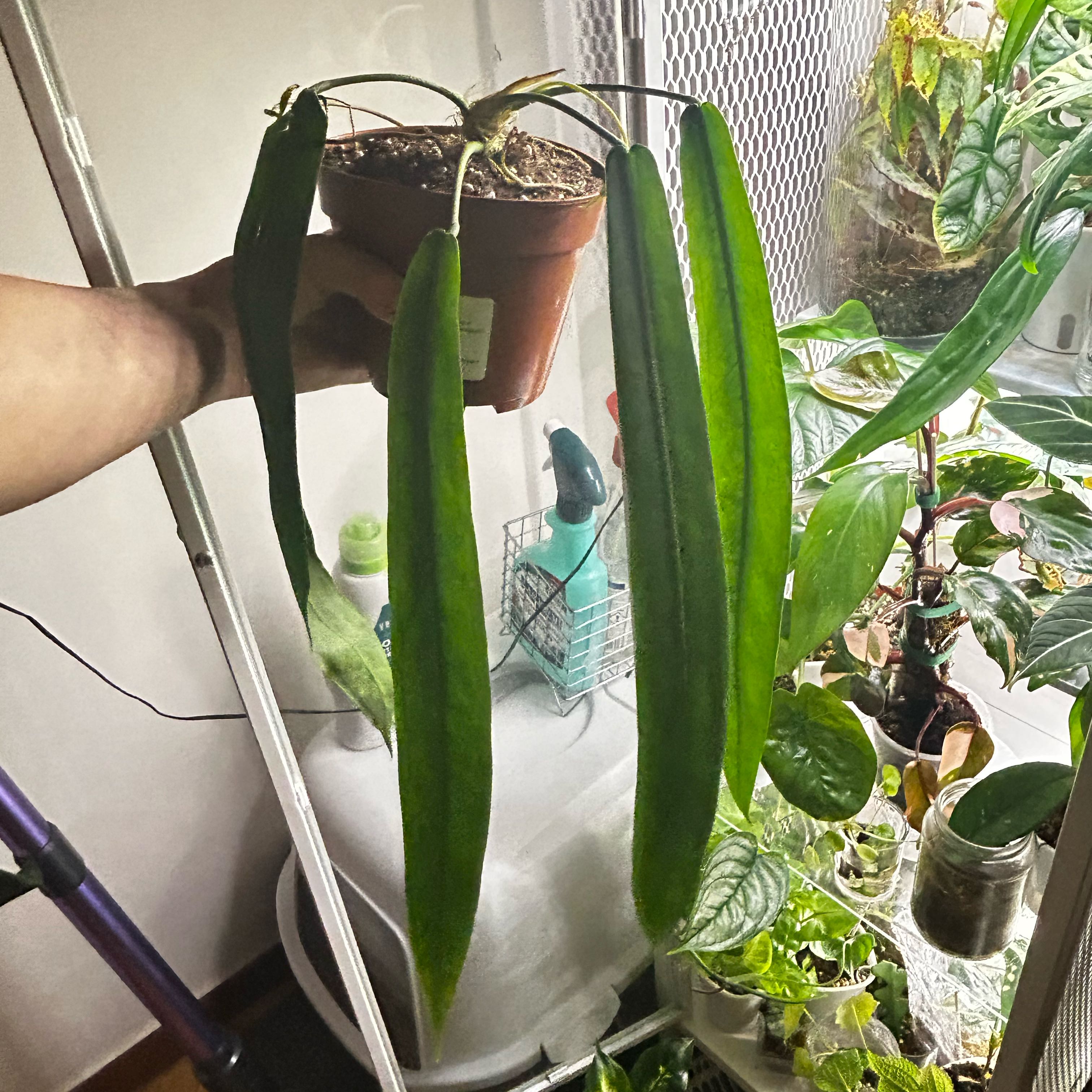 Photo of the plant species Palidiforum by @Cocorrarium named Ronaldo on Greg, the plant care app
