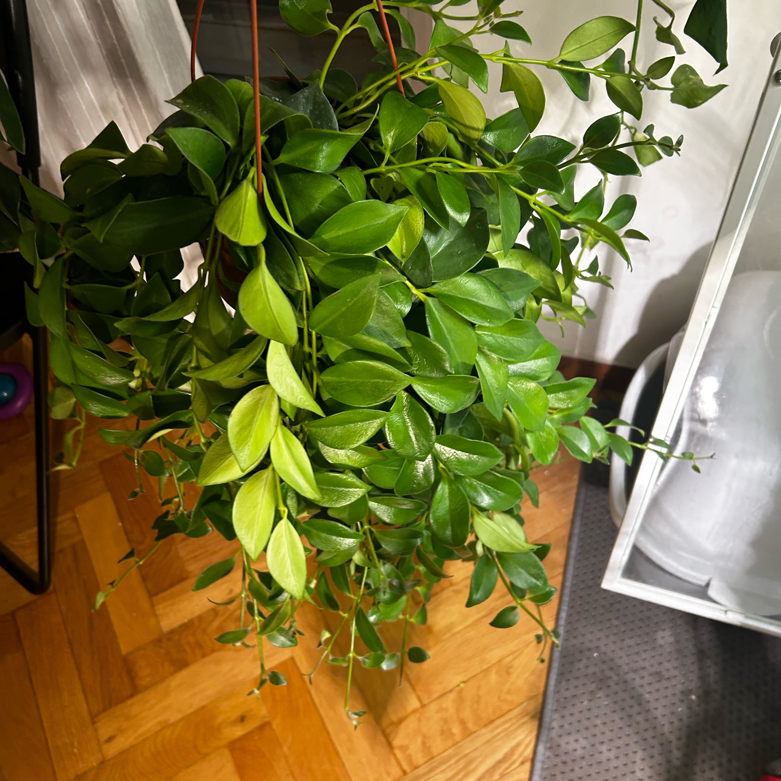 Photo of the plant species Aeschynanthus 'Purple Star' by @Cocorrarium named Scarlett on Greg, the plant care app