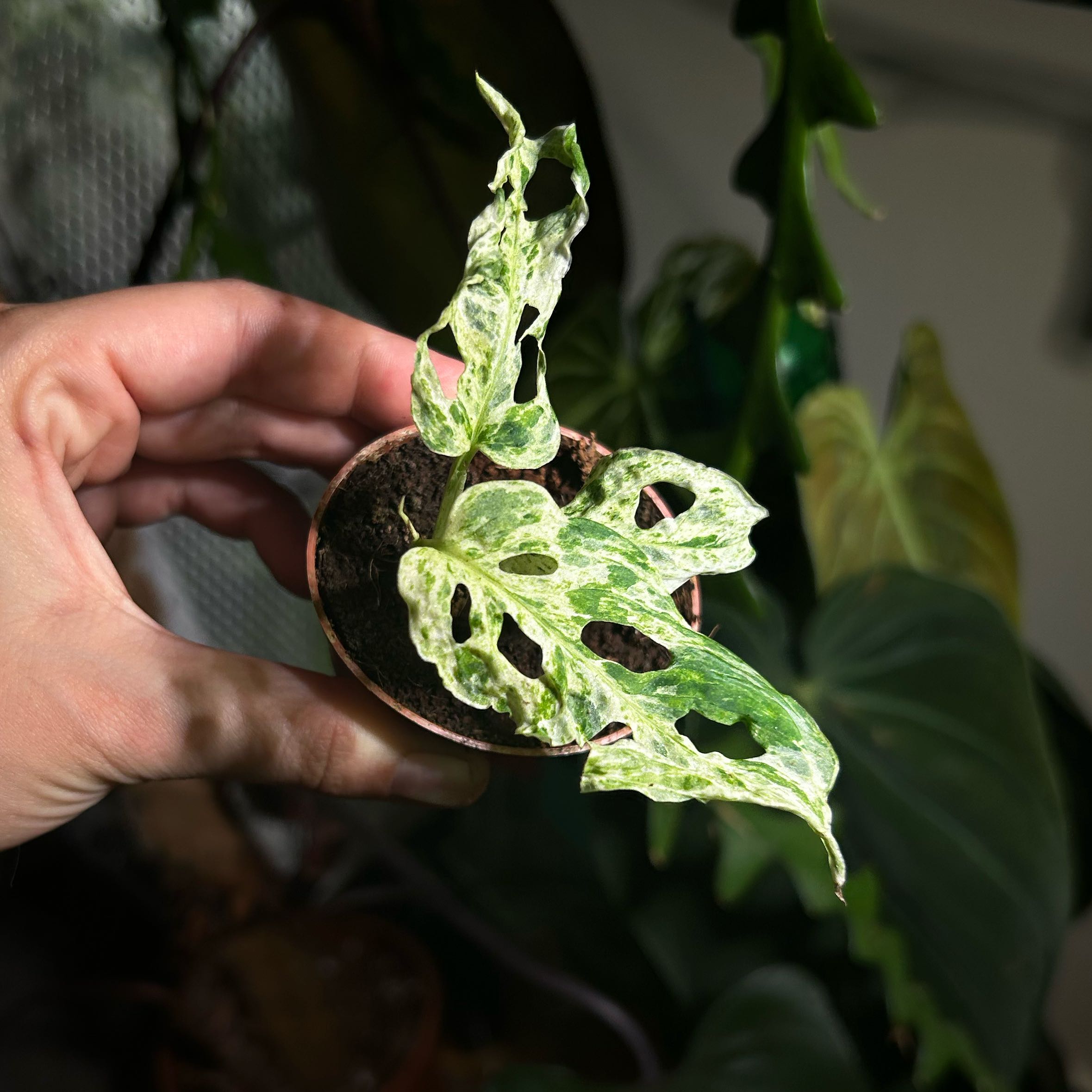 Photo of the plant species Variegated Swiss Cheese Plant by @Cocorrarium named Mando on Greg, the plant care app