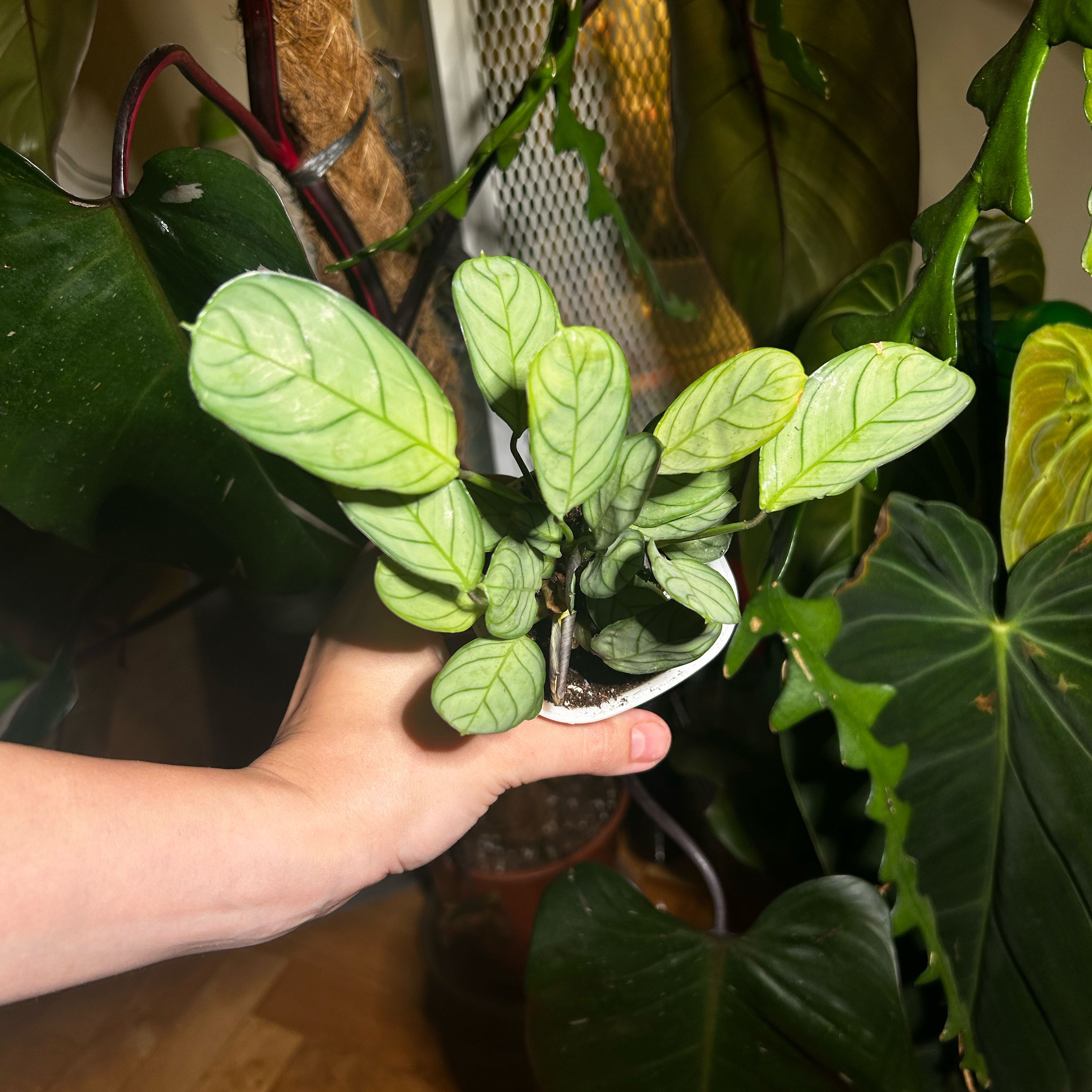 Photo of the plant species Prayer Plant by @Cocorrarium named Queen on Greg, the plant care app