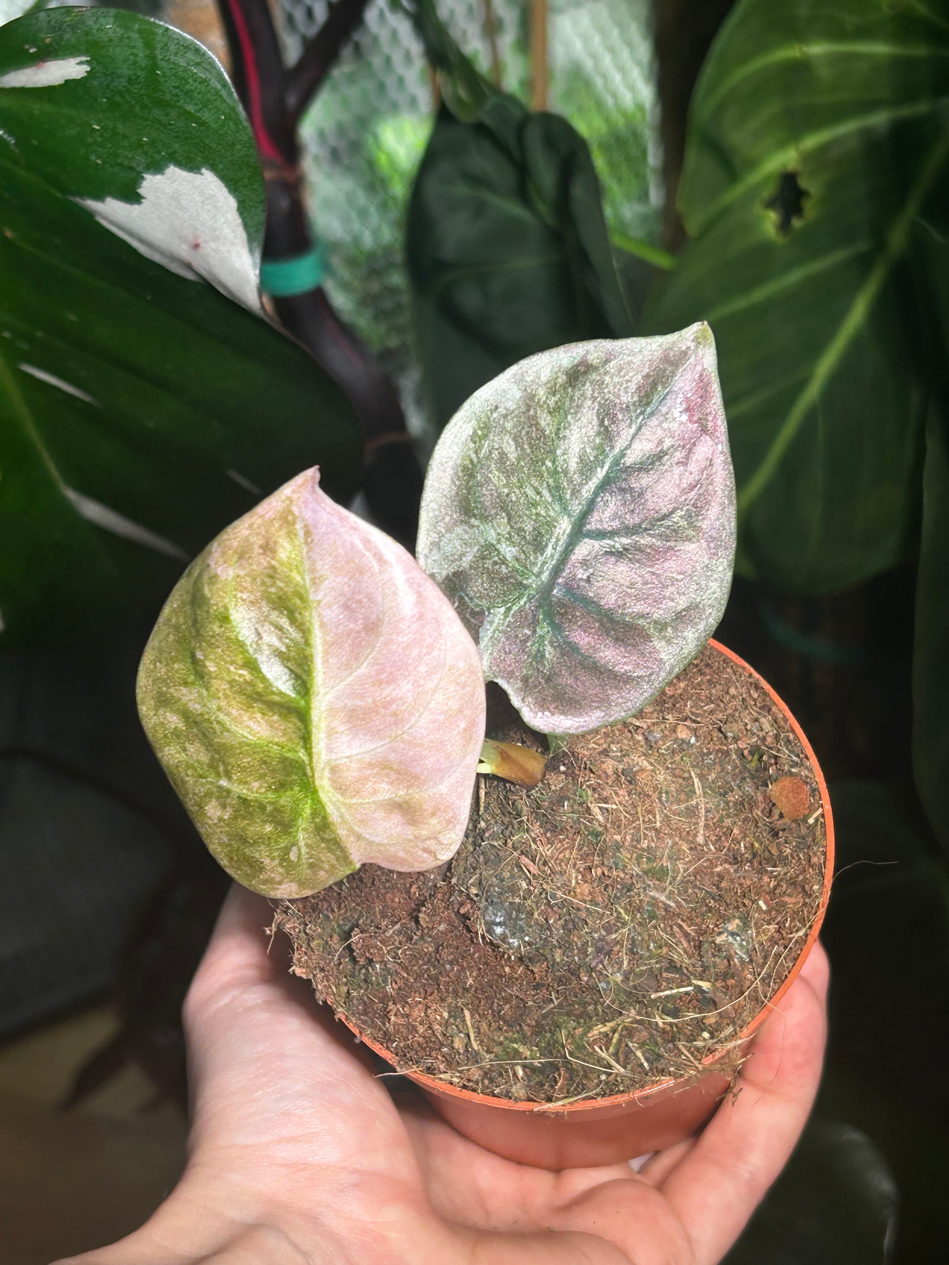 Alocasia Amazonica Pink Polly Plant Care: Water, Light