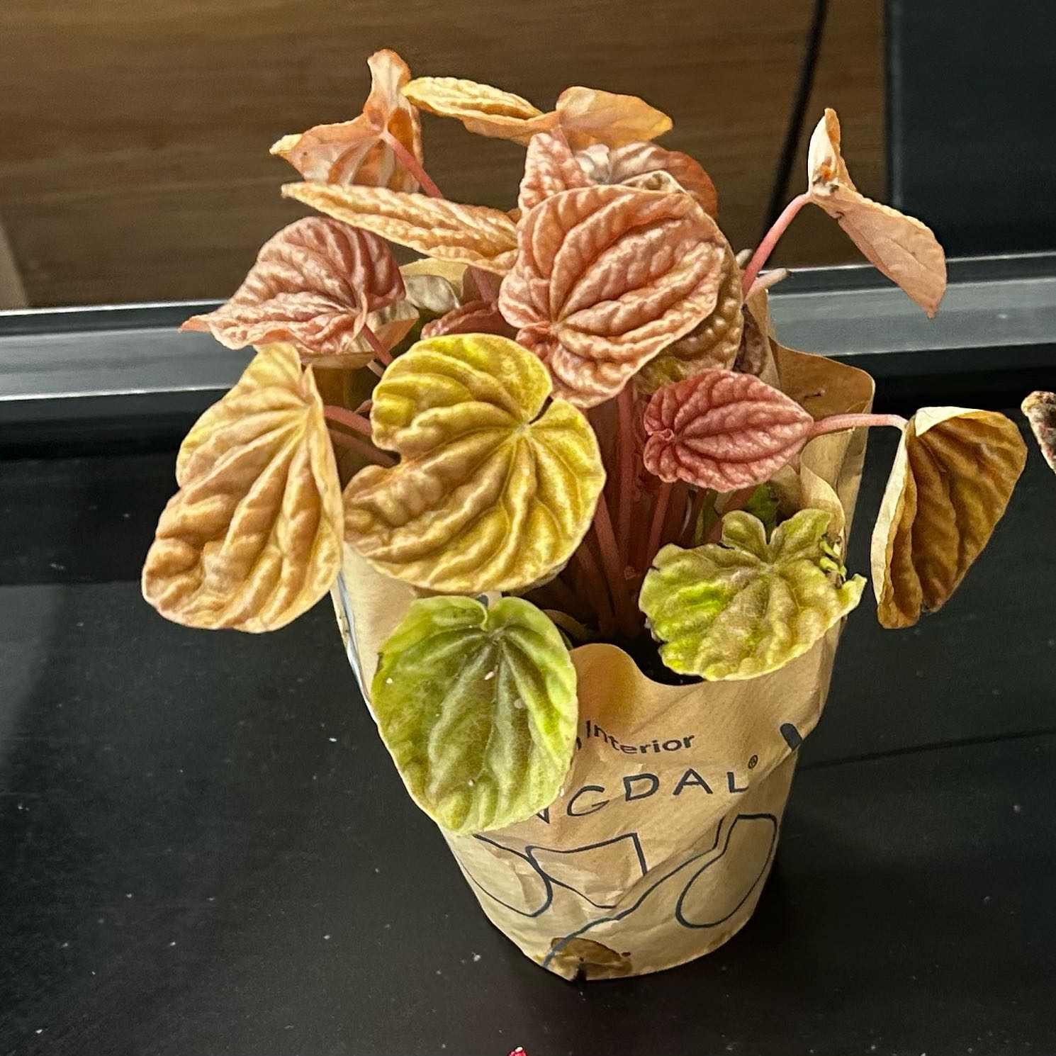 Photo of the plant species Peperomia Quito by @Cocorrarium named Homer on Greg, the plant care app