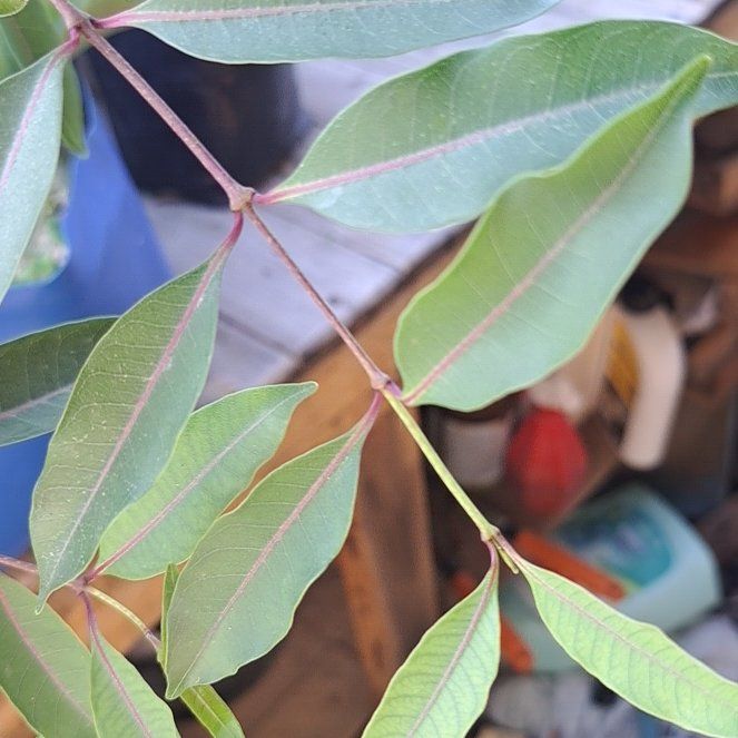 Photo of the plant species Cyprus Turpentine by @ResolvedCoojong named Kobe on Greg, the plant care app