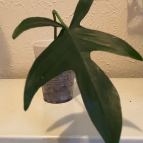 Photo of the plant species Philodendron Quercifolium by @Mixxitupp7x named Curie on Greg, the plant care app