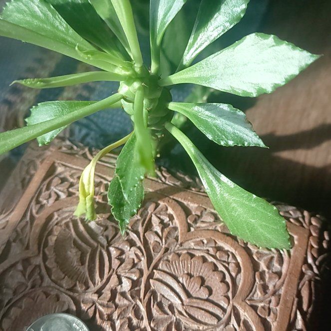 Photo of the plant species Sausage Spurge by @bobzzz named Porky on Greg, the plant care app