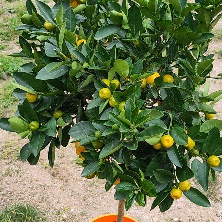 Photo of the plant species Calamansi by @Ya2n named Morgan Treeman on Greg, the plant care app