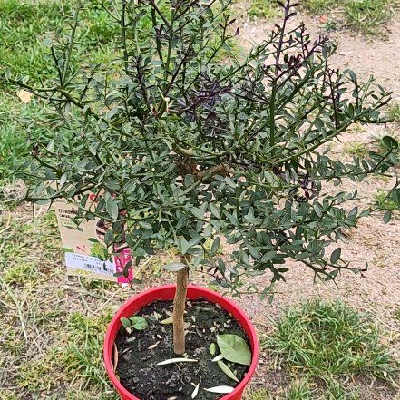 Photo of the plant species Green Finger Lime by @Ya2n named Martin Treeman on Greg, the plant care app