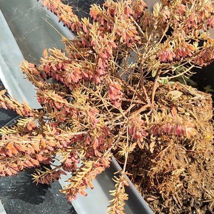 Photo of the plant species Alpine Heath by @Ya2n named Daphne on Greg, the plant care app