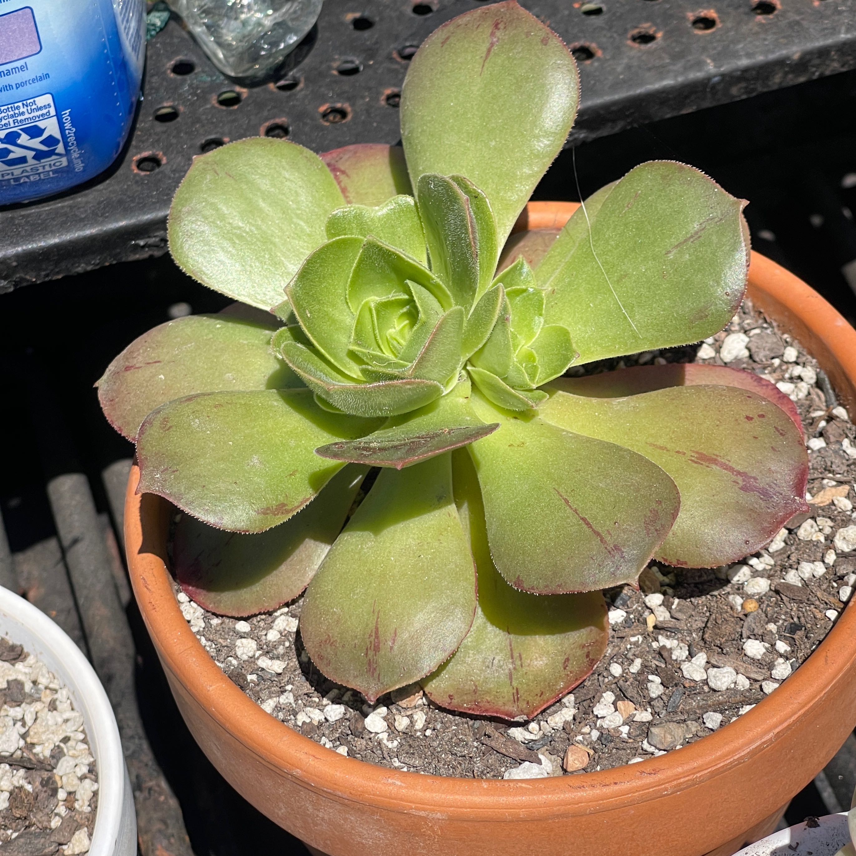 Photo of the plant species Stalked Aeonium by @GracedPalmgrass named Kylie on Greg, the plant care app
