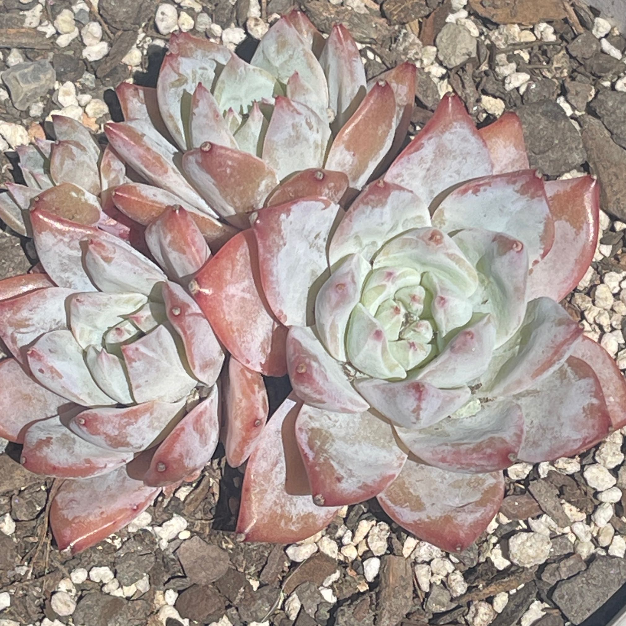 Photo of the plant species Echeveria Pink Blue Bird by @GracedPalmgrass named Gates on Greg, the plant care app