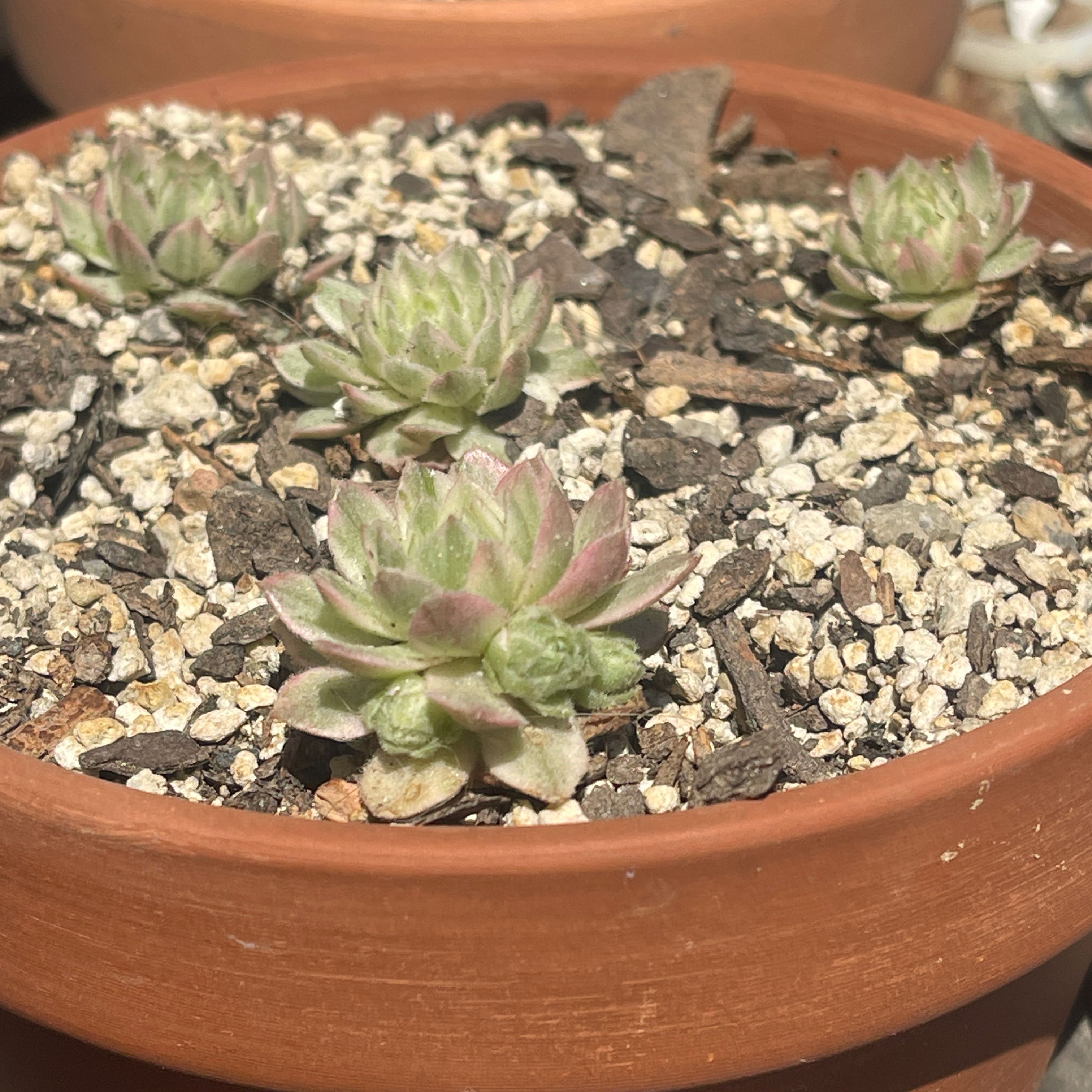 Photo of the plant species Hen and chicks by @GracedPalmgrass named Gaga on Greg, the plant care app