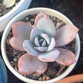 Photo of the plant species Echeveria 'White Lotus' by @GracedPalmgrass named Robert Plant on Greg, the plant care app