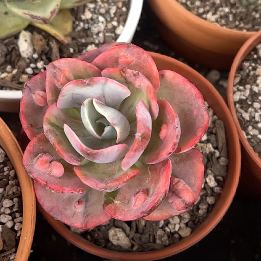 Photo of the plant species Beyonce Rainbow Echeveria by @GracedPalmgrass named Elina on Greg, the plant care app