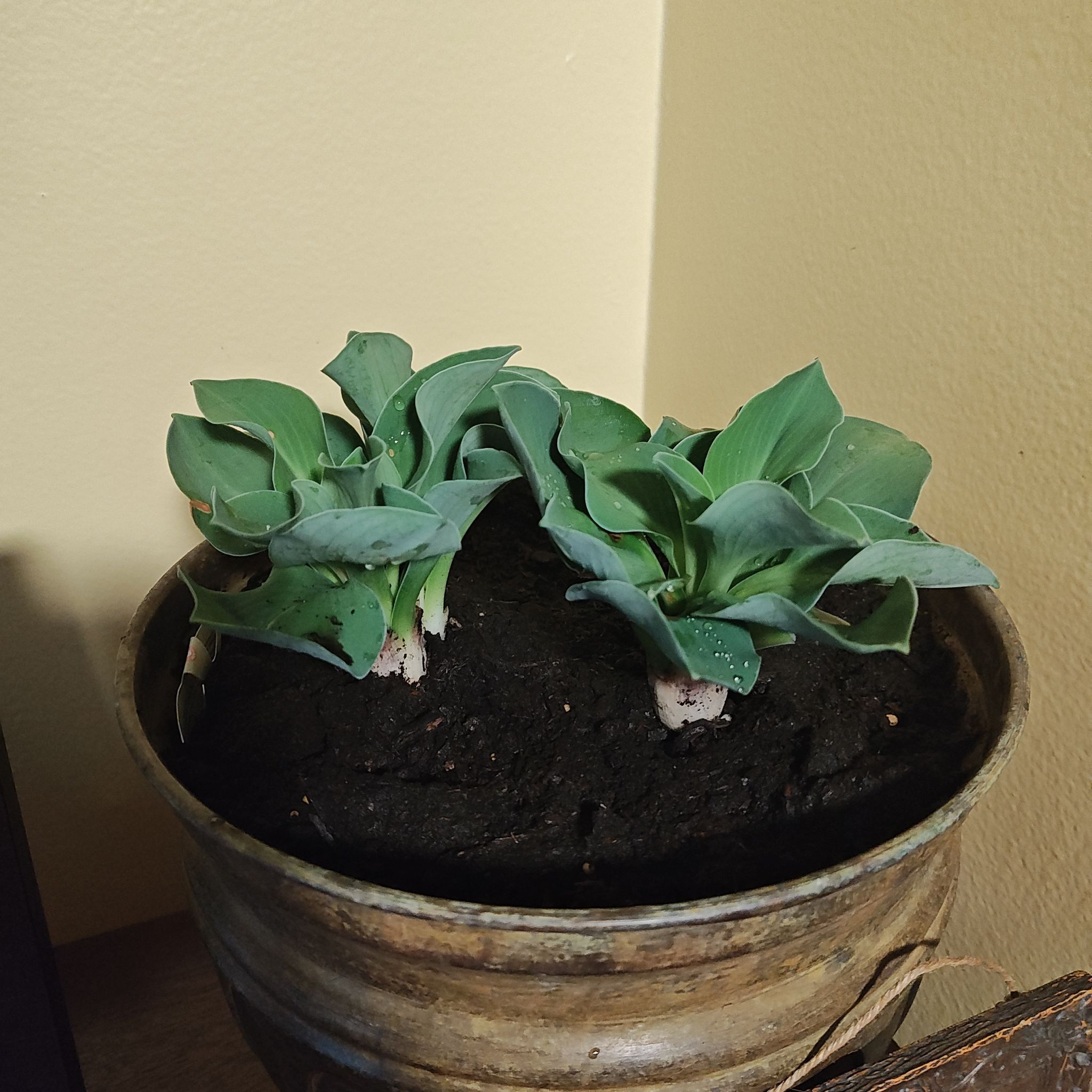 Photo of the plant species Blue Mouse Ear Hosta by @ReveredBibi named The Sphinx Gate on Greg, the plant care app